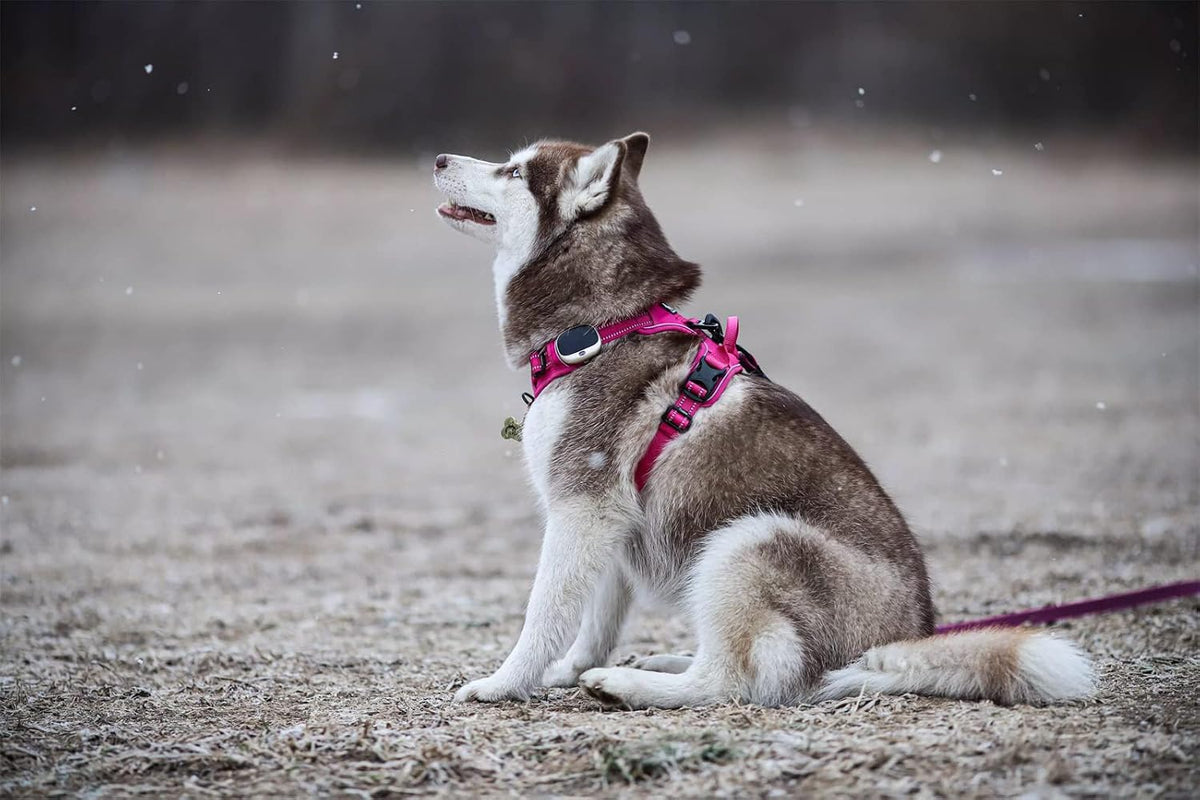 TRUE LOVE Adjustable No-Pull Dog Harness Reflective Pup Vest - M / Fushcia - image 4