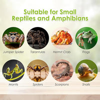Acrylic Reptile Terrarium Enclosure 9.8" x 5.9" x 5.9" Magnetic Tarantula Breeding Box Transparent Insect Habitat for Jumping Spider Hermit Crab Lizard Sling Isopods Horned Frog Snake Gecko
