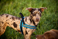 ComfortFlex No-Choke Non-Chafe Sport Dog Harness - XX-Small / Blue Jay - image 2