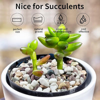 5 lbs Natural Mixed Color Gravel Pebbles, 3/8 Inch Decorative Succulent Rocks Pebbles for Plants, Stones for Vase, Landscaping and Outdoor Garden Decorative River Rock