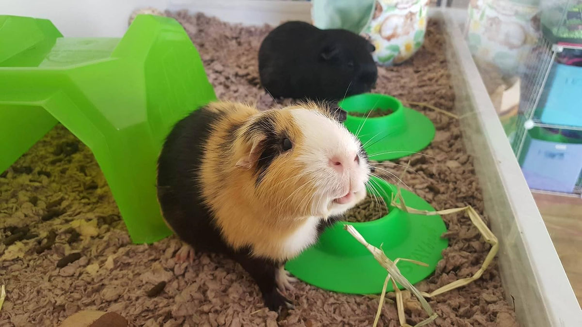 Tip-Proof Ergonomic Pet Bowl for Guinea Pig and Other Small Pets - Small 1/4 cup (Pack of 2)