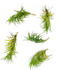 Live Air Plants – Tillandsia Araujei, Large 5” – 5ct – Live Arrival Guaranteed – House Plants for Home Décor & Gift