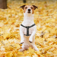 PUPTECK No Pull Dog Harness Soft Adjustable Basic Nylon Step in Puppy Vest Outdoor Walking with ID Tag, Moon Star Black, S