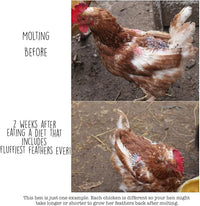 Pampered Chicken Mama Molting Supplement for Chickens: Fluffiest Feathers Ever Backyard Chicken Feed and Supplies for Hens (2 pounds)