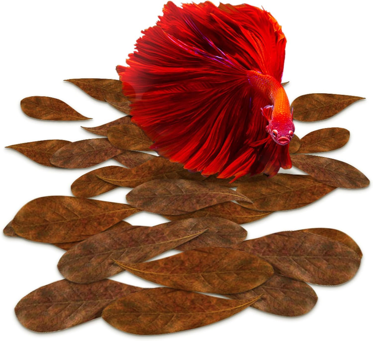 SunGrow pack of 50 mini catappa Indian almond leaves for betta aquariums - view 2