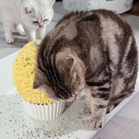 Catnip Feeder and Self Grooming Toys - Cat Face Scratcher, Wall Corner Massage Comb for Indoor Cats (yellow)