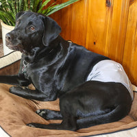 Pet Parents Washable Belly Bands for Male Dogs + Extendrs of Durable - Medium (16-20") / Natural - image 2