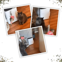 Meowijuana Jump 'n' Jamb Door Hanging Cat Toy | Sloth | Refillable Interactive Catnip Toy | Promotes Play and Cat Health | Includes Potent Catnip Grown in North America