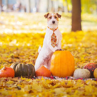22pcs Fall Dog Bow Tie, Adjustable Bowtie Collar Attachment for Small Medium Pets, Bulk Neckties Set for Thanksgiving Day,Autumn Pet Supplies Charms Hair Costume Accessories(Maple Leaf, Pumpkin)