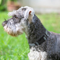 Joytale Reflective Dog Collar, Adjustable Neoprene Padded - Small (Pack of 1) / Gray - image 2
