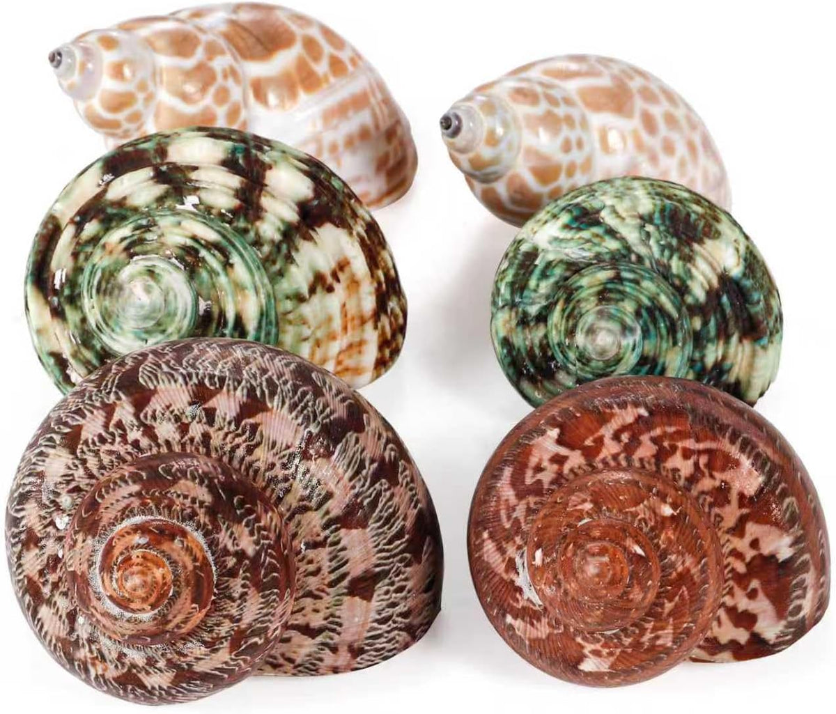 PPCLION Unstained Natural Hermit Crab Shells Pearl Turbo Seashell