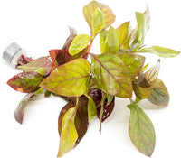 Live Aquarium Stem Plants - Freshwater Aquatic Plant for Fish Tanks, Aquascaping - (Alternanthera Red Broad Leaf, 1 Bunch)