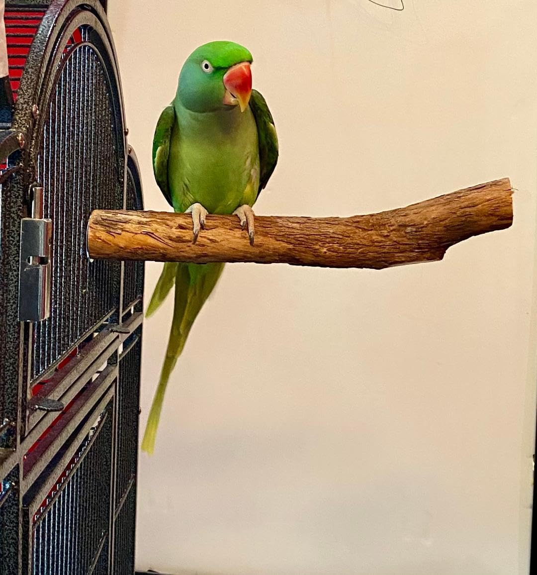 Polly's Single Bolt Hardwood Cage Perches Made in USA for Budgies - image 2