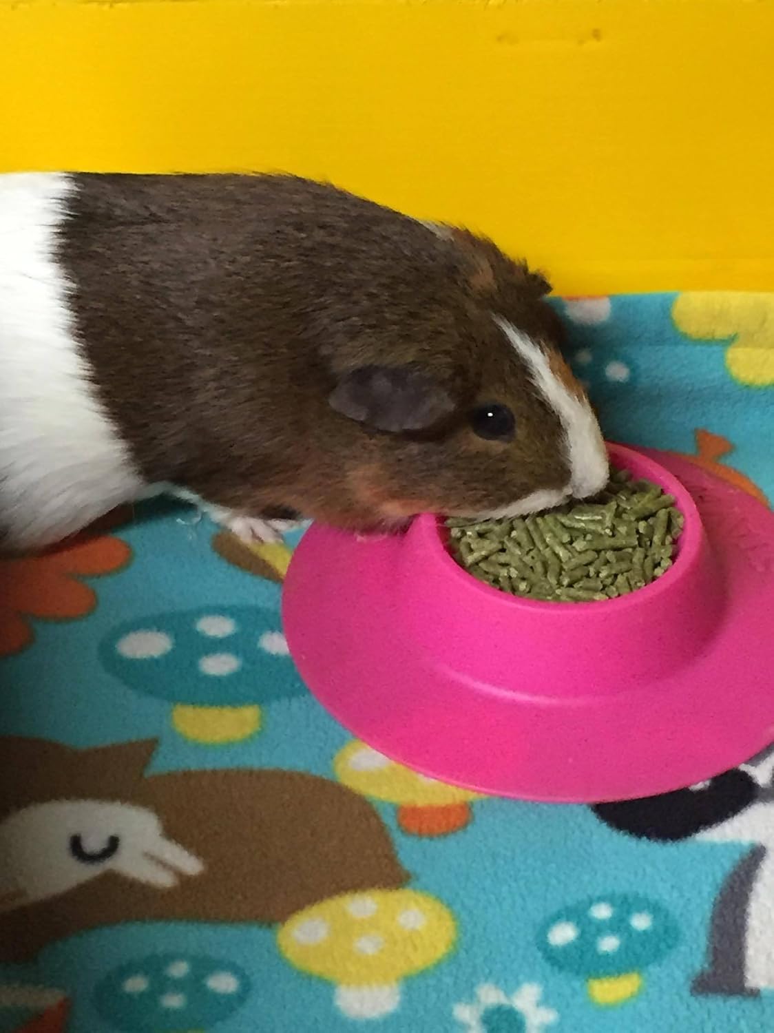 Tip-Proof Ergonomic Pet Bowl for Guinea Pig and Other Small Pets - Small 1/4 cup (Pack of 2) - image 3
