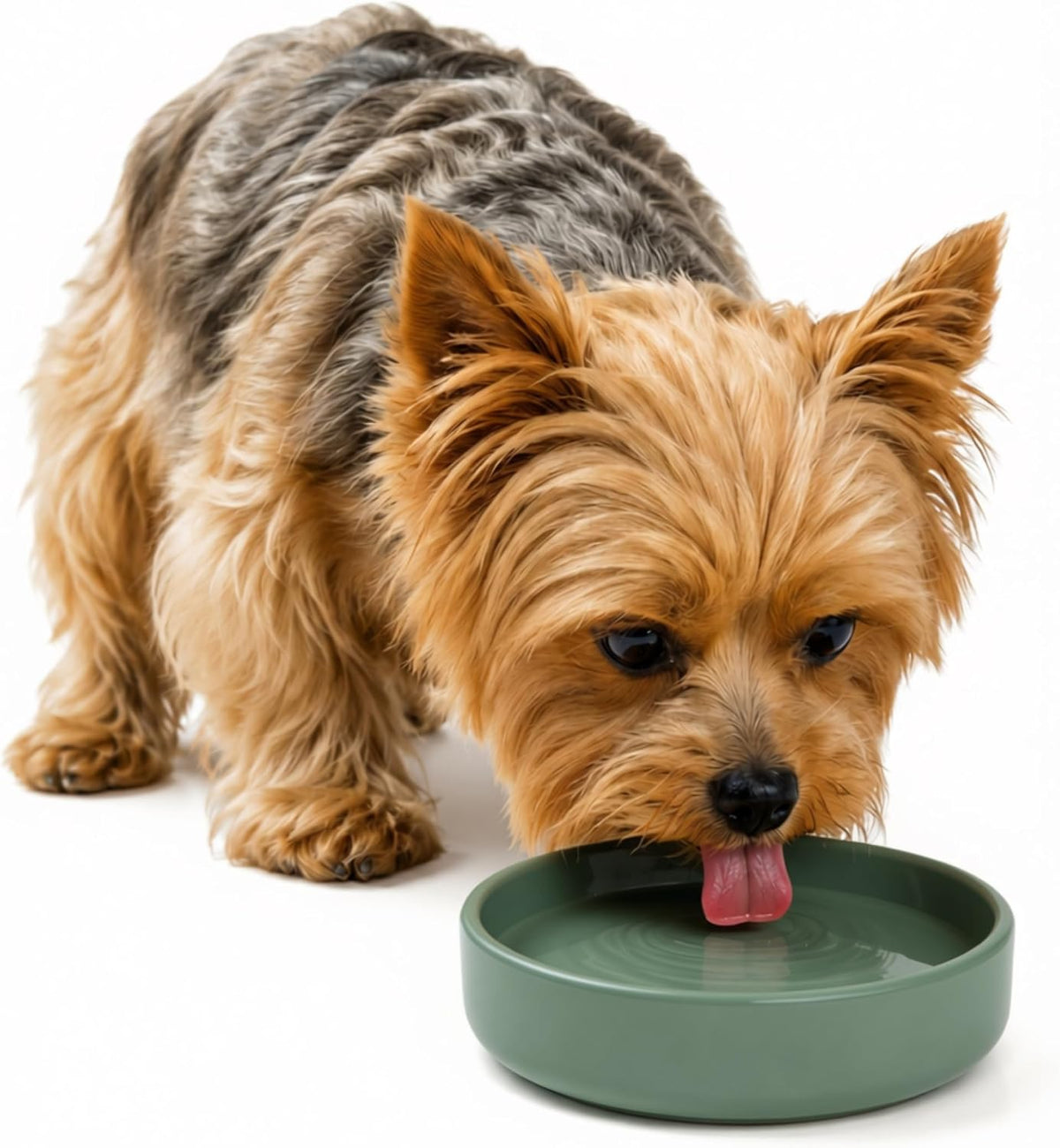 The Perfect Dish, Silicone Dog Bowl for Food & Water - Spruce / Small (6” Across x 1.25” Tall)