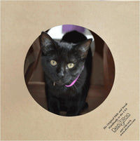 Dezi & Roo Hide and Sneak Collapsible Paper Cat Tunnel