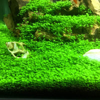 Hewnda 2 LB to Complete Freshwater Planted Aquarium Substrate – Daily Care for Fish - image 4