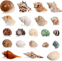 21PCS Hermit Crab Shells Medium Small 1.2"-3.9" Seashells