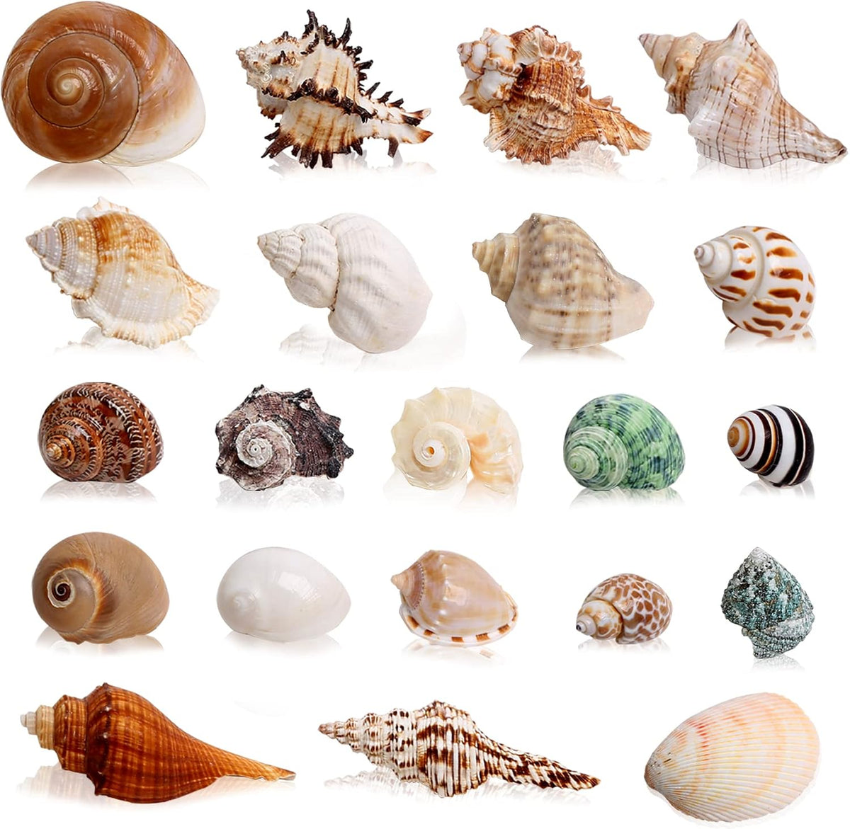 21PCS Hermit Crab Shells Medium Small 1.2"-3.9" Seashells