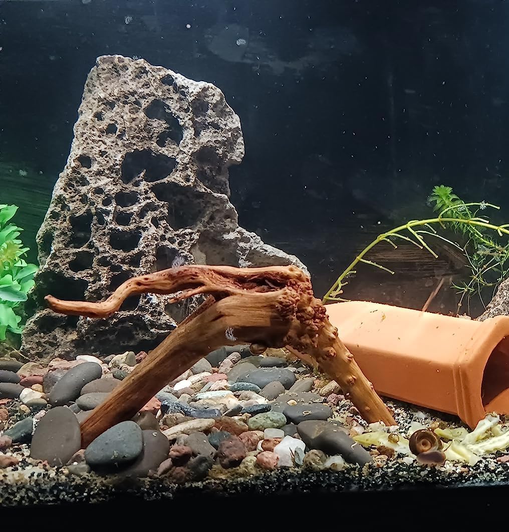 YZHZOM 8pcs Natural Small Spiderwood Driftwood for Aquarium Decor - image 2