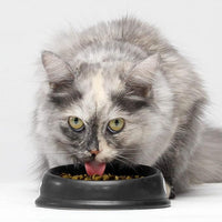 Open Farm Pasture-Raised Lamb Grain-Free Dry Cat Food, Humanely Raised Lamb Recipe with Non-GMO Superfoods and No Artificial Flavors or Preservatives, 2 lbs