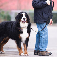 Leather Dog Leash 6ft x 3/4 inch - 5FT*3/4in / Black - image 2