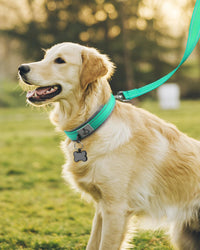 Joytale Reflective Dog Collar for Large Dogs with Wide Padding - Teal / L - image 4