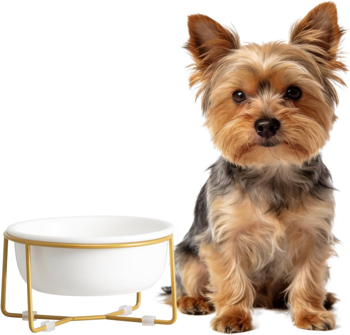 Small Glass Tilted Elevated Cat Dog Bowl Raised Cat Food Water Bowl - Small / White-Flat