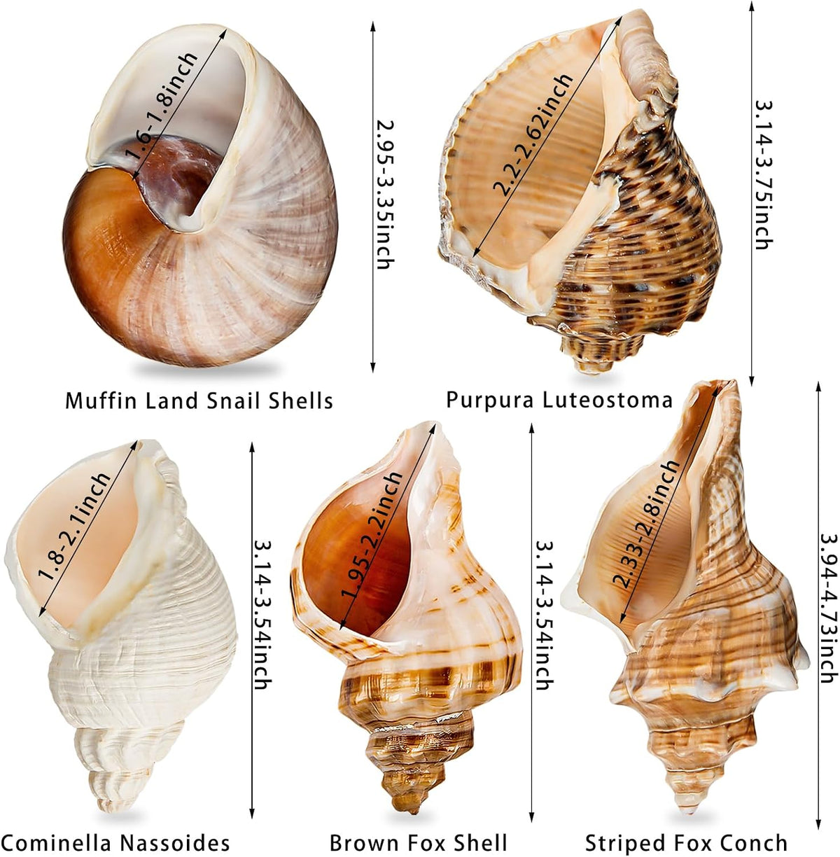 5PCS Extra Large Hermit Crab Shells 3"-4.7", Opening 1.6"-2.7" – Essentials for Fish - image 2