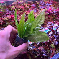 Java Fern Live Aquarium Plants - Potted Freshwater Plant for Fish Tanks - Beginner Friendly, Low Light (Java Fern, 1 Pot)