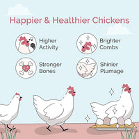 Organic Chicken Feed – Layer Mash, Non-GMO, USA Grown, 16% Protein, Corn-Free, Soy-Free, Non-Medicated Feed for Chickens, 2 lbs Sample