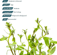 Live Plants - Ammannia Sulawesi - Orange to Pink Stem Plant for High Light Freshwater Aquarium Aquascapes, Midground to Background, Orange, Pink, Green Accent - Lead Bunch