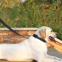6 FT Basic Dog Leash for Medium Dogs - Refl Black / Medium : 3/4" x 6 FT - image 3