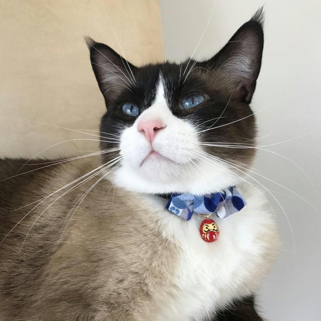 Necoichi Daruma Charm Bow Tie Cat Collar – Essentials for Cats - image 4