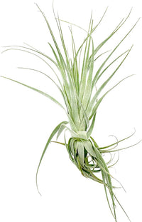 Live Air Plant - Tillandsia Gardneri 5-7” - 3ct - ragnaroc Rare Collectors Indoor Tropical Plant - Live Arrival Guaranteed - House Plants for Home Decor & Gift