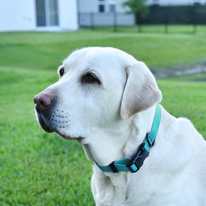 Dogline Biothane Waterproof Dog Collar with Quick Release Buckle Strong Coated Nylon Webbing with Odor- Proof for Easy Care Easy to Clean Fits Small Medium Large Dogs, Cyan Blue 1" W 15-25" L