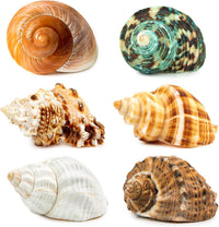 6PCS Hermit Crab Shells Medium to Large 2.3"-3.5" Shells