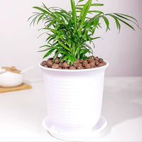 2 lbs Clay Pebbles for Plants, 8-12 mm Leca Clay Balls for Indoor Plants, Orchid Potting Mixes, Hydroponic Growing, Aquaponics, Potted Top Dressing and Drainage
