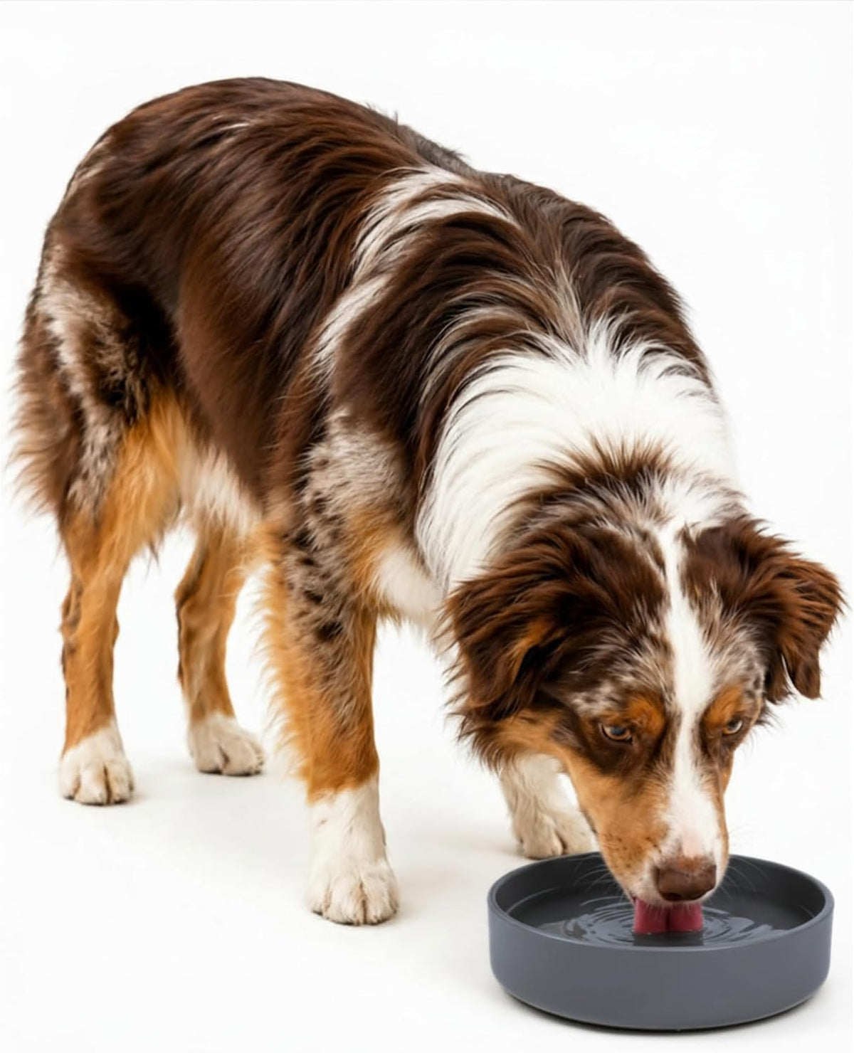 The Perfect Dish, Silicone Dog Bowl for Food & Water - Charcoal / Medium (7.5” Across x 2.25” Tall)