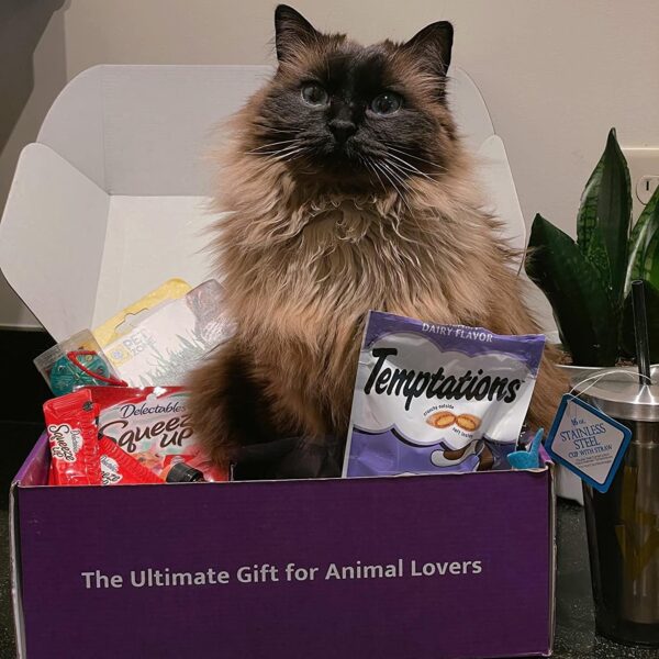 Purfect Cat Gift Box - BIG FRENCHIES