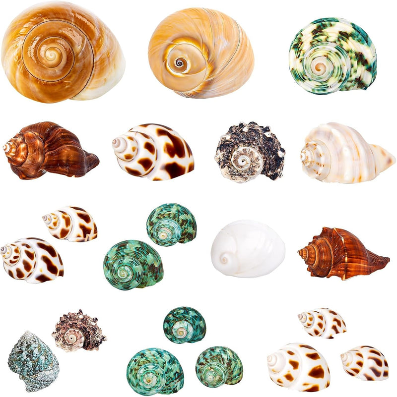 21PCS Hermit Crab Shells 1.3"-3.2", Growth Turbo Seashells – Essentials for Fish