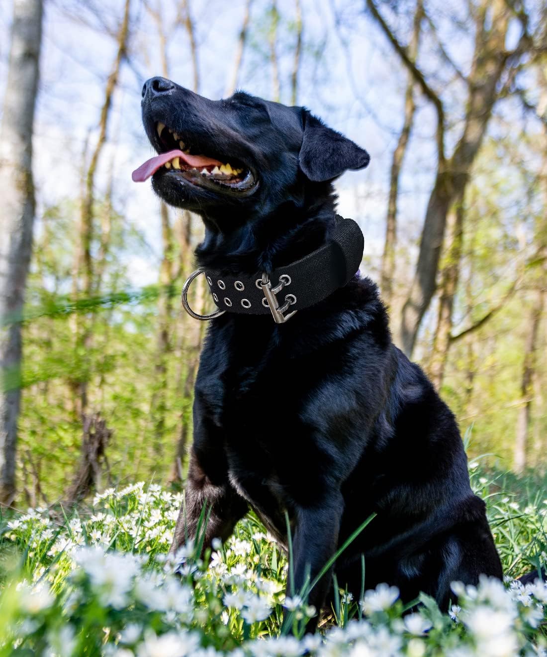 Dog Collar for Large Dogs, with Handle 2" Wide Heavy Duty - Black / L - image 2