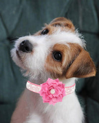 Rhinestone Sparkly Flower Dog Collar with Detachable Bloom