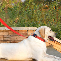 6 FT Basic Dog Leash for Medium Dogs - Refl Red / Medium : 3/4" x 6 FT - image 3