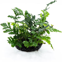 Java Fern Live Aquarium Plants – Windelov, Narrow Leaf & More– Easy Aquascaping Plants for Freshwater Tanks, Low Light, No CO₂ (Bolbitis Difformis 'Mini' on Nutripad)