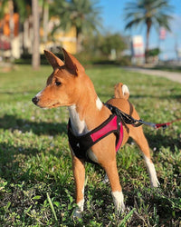 Gooby Escape Free Easy Fit Dog Harness, Step-in - Large chest (20.25~24.75") / Red - image 3