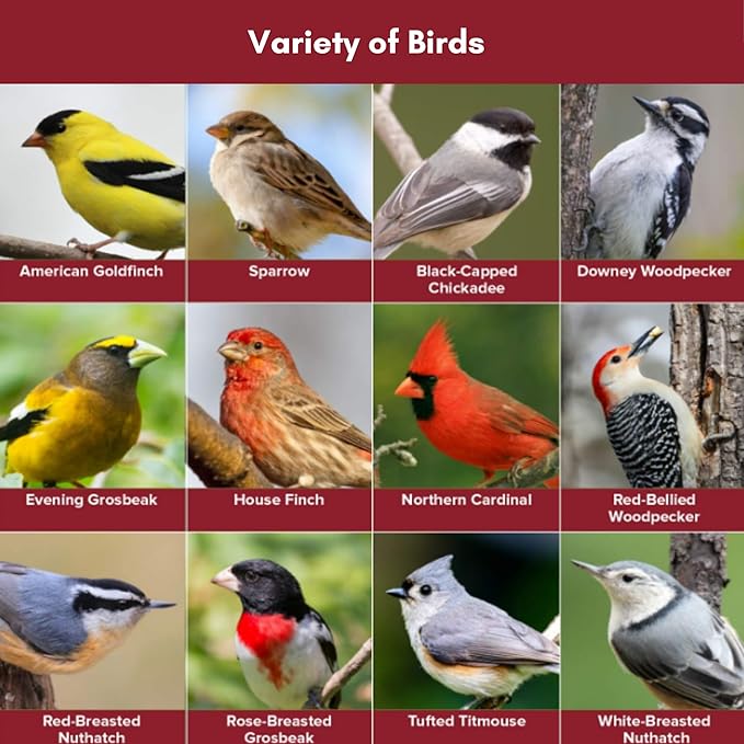 Blue Seal Nature's Choice Wild Bird Seed | High Energy Blend, Sunflower and White Safflower Seeds, No Filler | 20 Pound Bag
