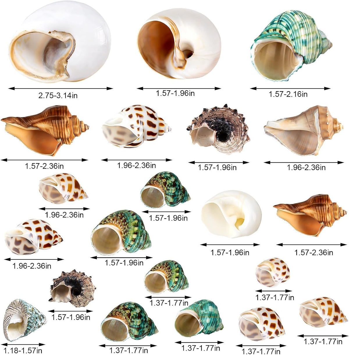 21PCS Hermit Crab Shells 1.3"-3.2", Growth Turbo Seashells – Essentials for Fish - image 2
