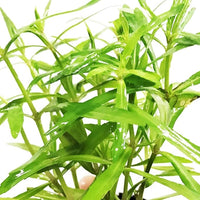 Pogostemon Stellatus Octopus Potted Stems Live Aquarium Plants Freshwater Tank Decoration