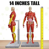 Science to The Max Interactive Human Body Fully Poseable Anatomy Figure - 14” Tall - BIG FRENCHIES
